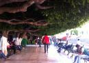 Plaza de Jardin (Garden): I love the trees in this plaza